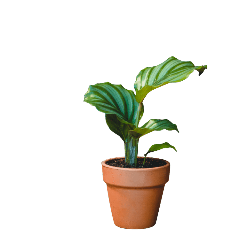 Untitled design (21)