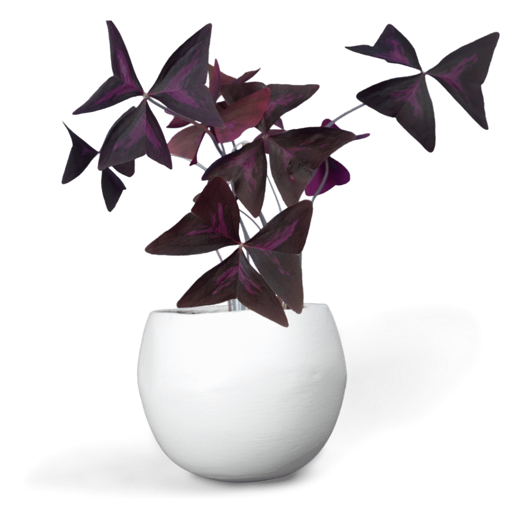 Untitled design (26)