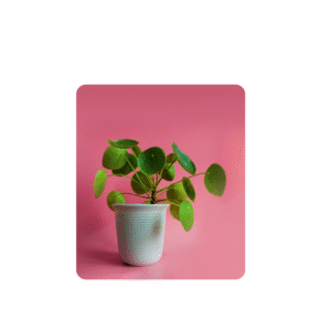 Indoor plants- money plants