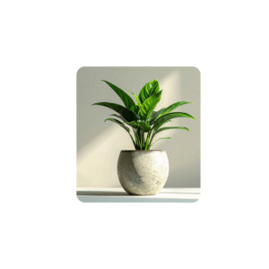 Indoor plant- Peace Lily