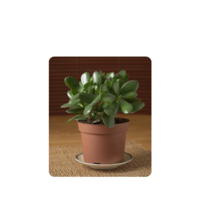 indoor plant- ZZ Plant