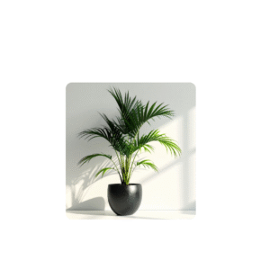 Indoor plants- Areca Palm