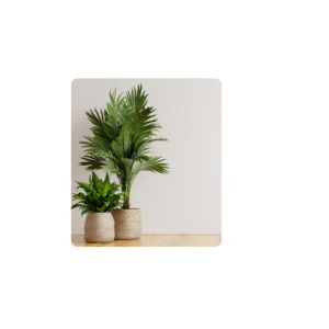 Outdoor plants- Marigold