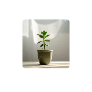 Outdoor plants- Petunia