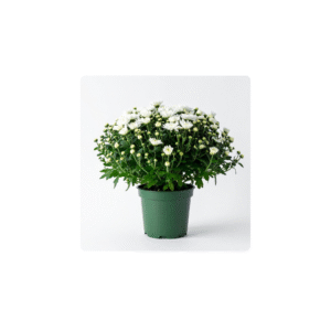 Outdoor plant- Chrysanthemum