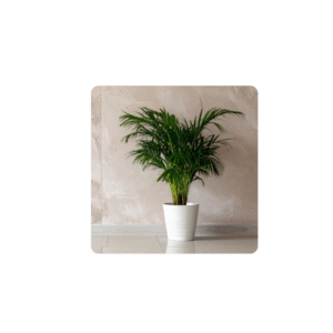 Outdoor plant- Hibiscus