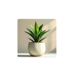 Outdoor plant- Bougainvillea