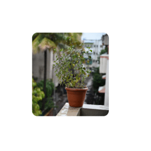 Outdoor plants- tulsi